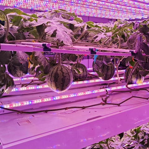 Watermelon Indoor Cultivation Vertical Hydroponic Module