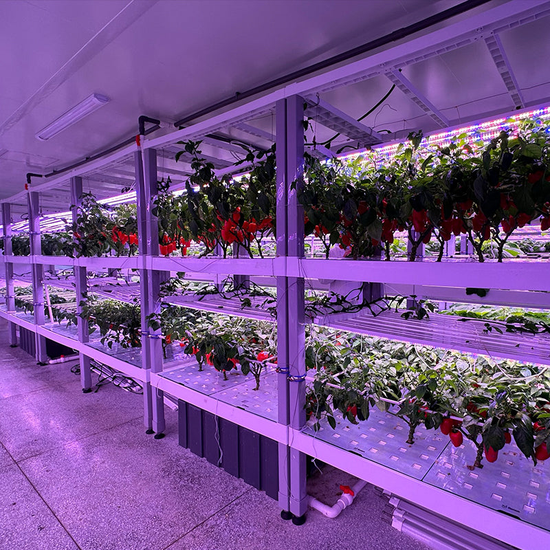 Baby Leafy Vegetable Cultivation Module Grow Rack
