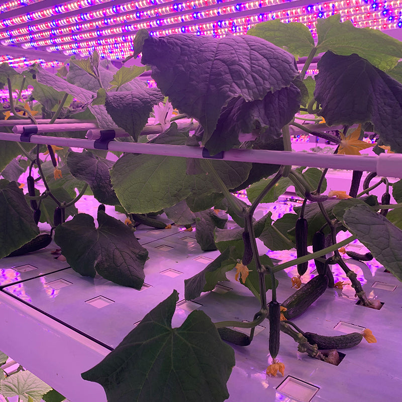 Color Pepper Indoor Cultivation Vertical Hydroponic Module
