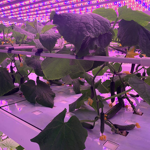 Color Pepper Indoor Cultivation Vertical Hydroponic Module