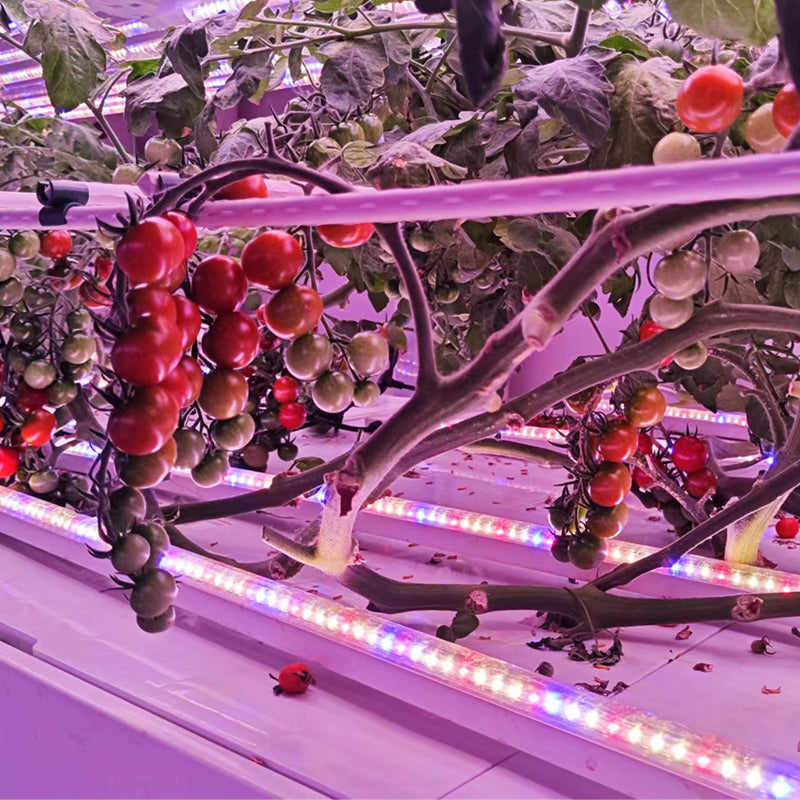 Cucumber Indoor Cultivation Vertical Hydroponic Module