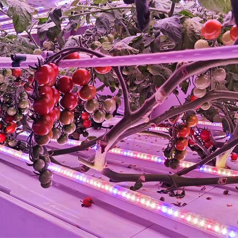 Cucumber Indoor Cultivation Vertical Hydroponic Module